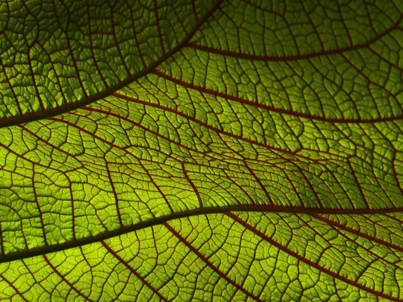 Botanical Print
