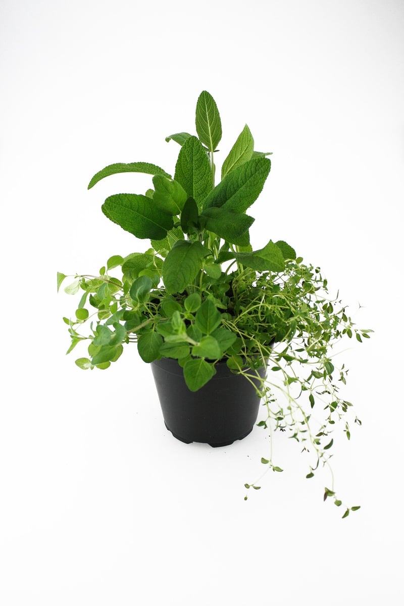 Indoor Herb Garden Kit