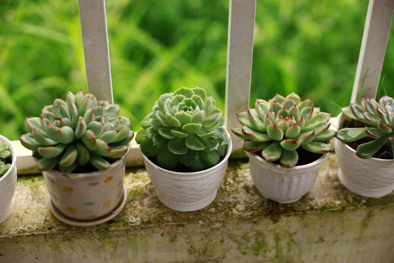 Planters and Vases