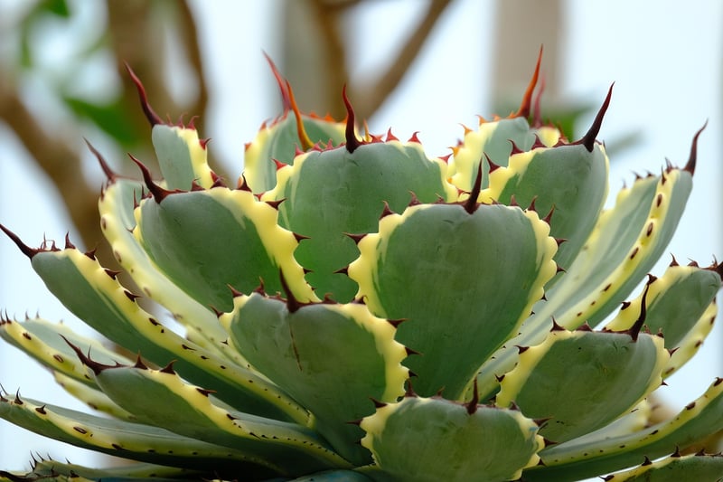 Succulent Subscription Box